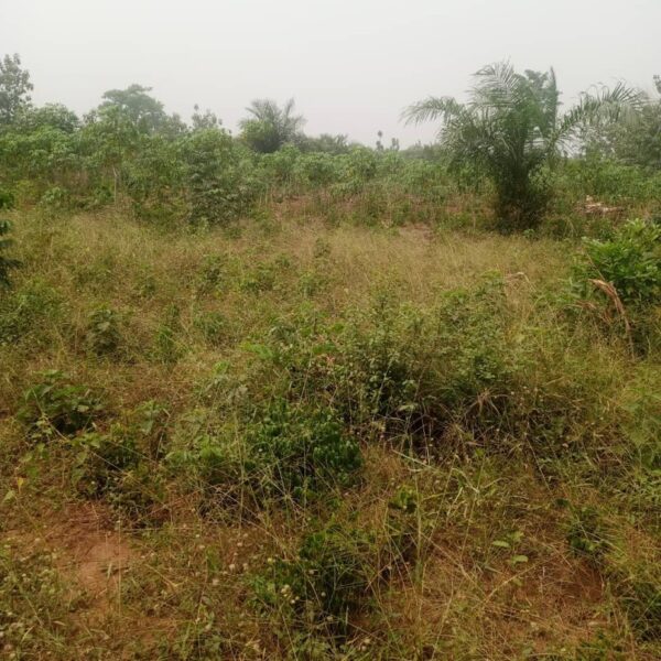 PARCELLE SÉCURISÉE À TORI CADA – 450m² À SAISIR ! – Image 3