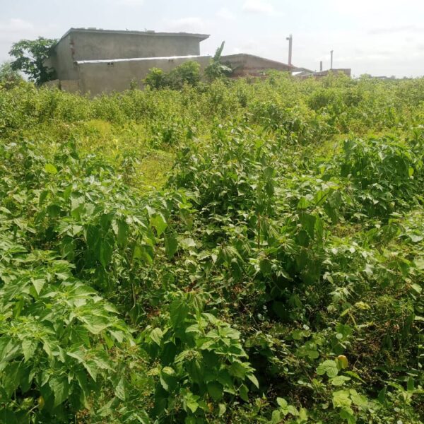 PARCELLE À ADJRARA HOUNVE  400m² | Investissement stratégique | Offre limitée – Image 3