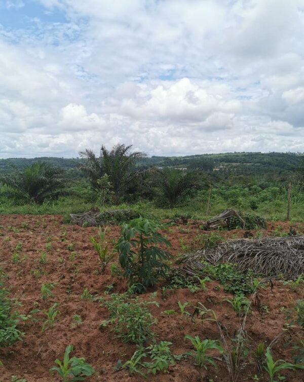 PROPRIÉTÉ AVEC PALMERAIE  Bâtiment + Terrain Aménagé | Investissement Clé en Main – Image 3