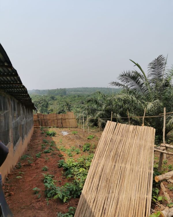 PROPRIÉTÉ AVEC PALMERAIE  Bâtiment + Terrain Aménagé | Investissement Clé en Main – Image 2