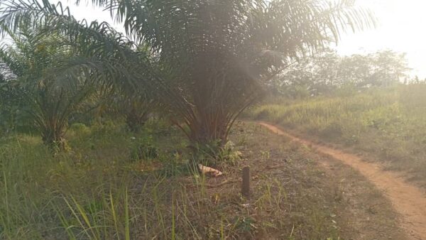 🔥 Parcelle 484m² à Azohoué Alihoué (Tori) – 900.000 FCFA (Prix Urgence) – Attestation de Recasement – Image 2