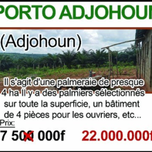 PORTO ADJOHOUN — Palmeraie de près de 4 Hectares Grand Domaine Agricole